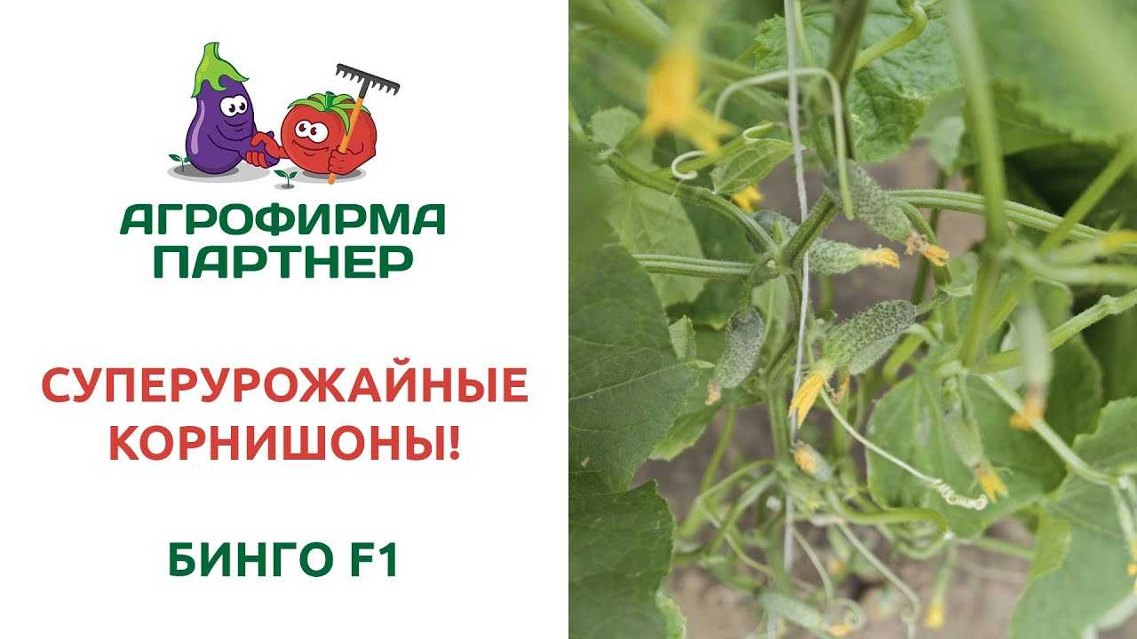 Букмекерская компания betboom (бывшая бк бингобум) - официальный сайт | ставки на спорт