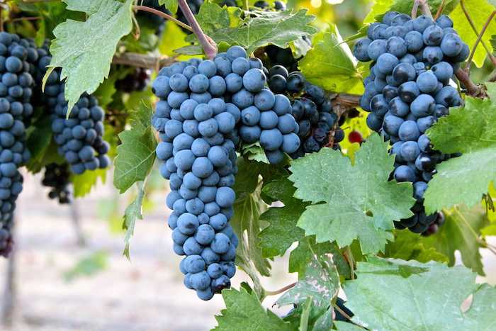 Итальянское вино primitivo ("примитиво"): описание, отзывы