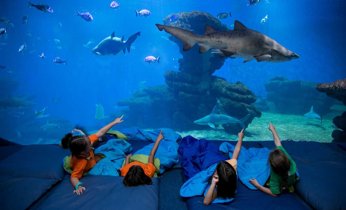 Рождественская лотерея в испании: чудеса и провалы